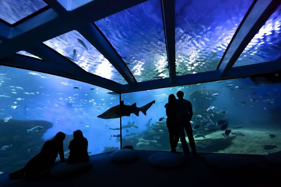 Acuarium Palma