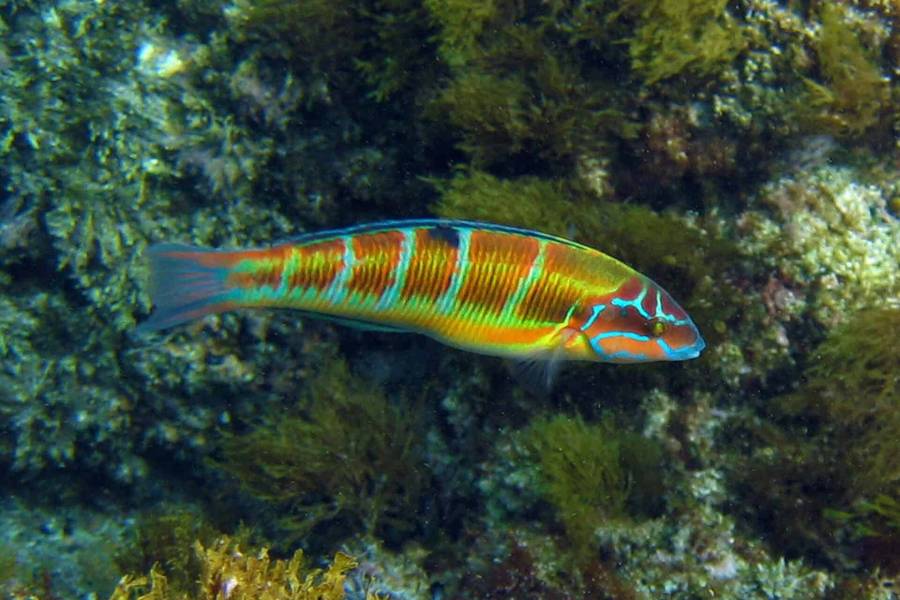 Acuarium Palma