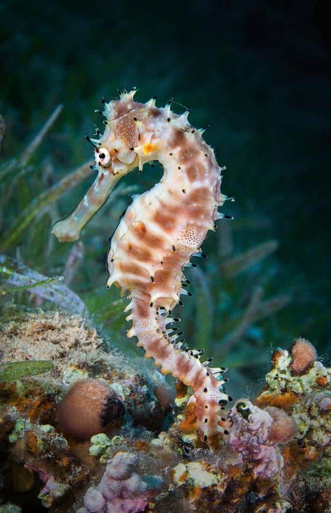 Acuarium Palma