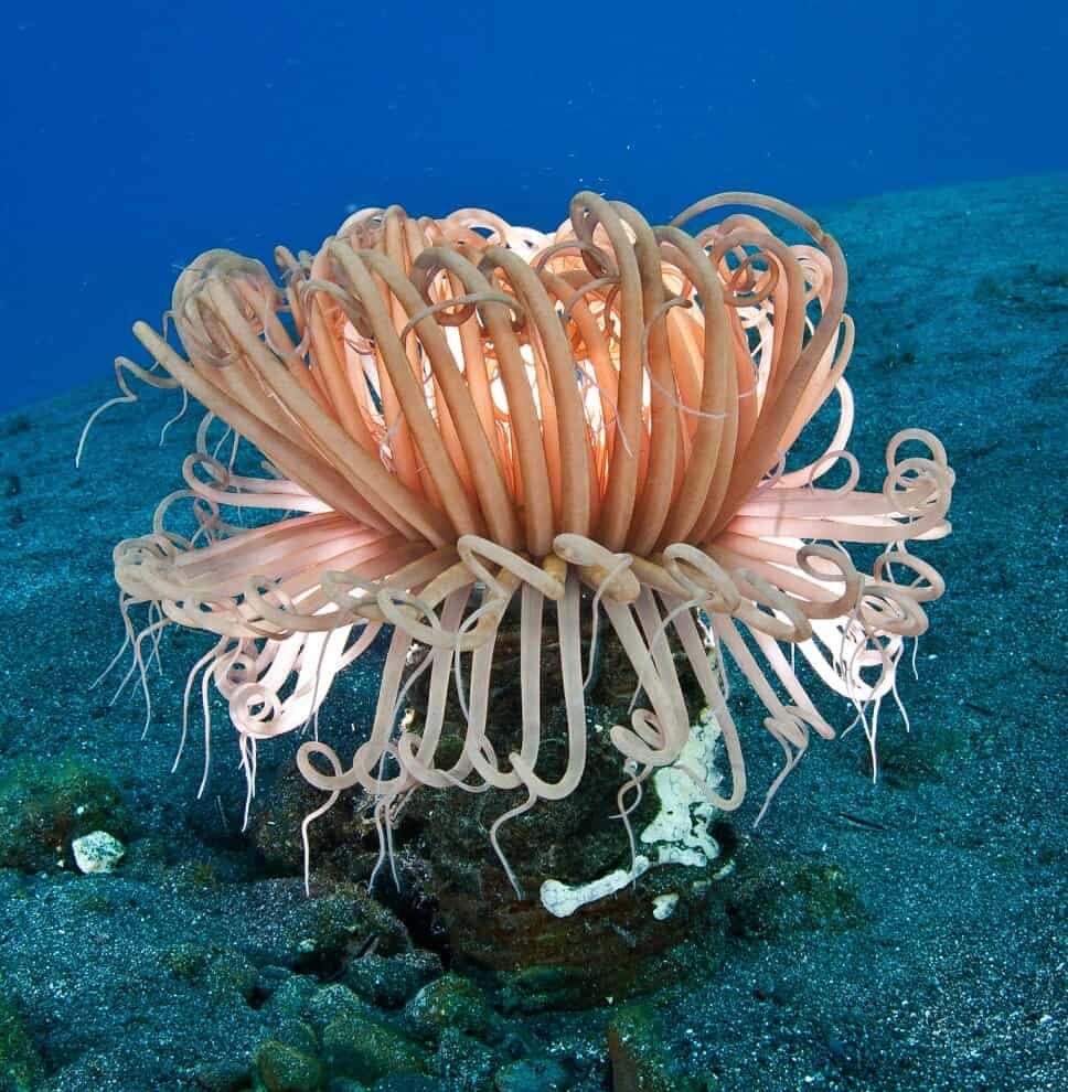 Acuarium Palma