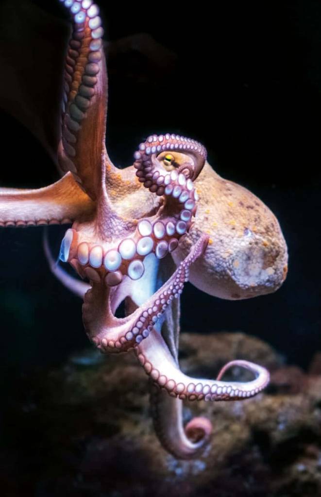 Acuarium Palma